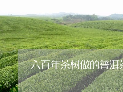 六百年茶树做的普洱茶/2023062338462