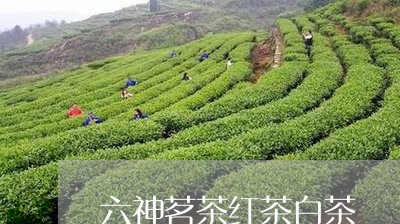 六神茗茶红茶白茶/2023061552726