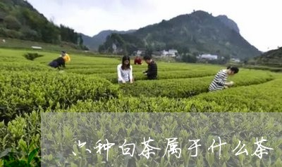 六种白茶属于什么茶/2023121703149