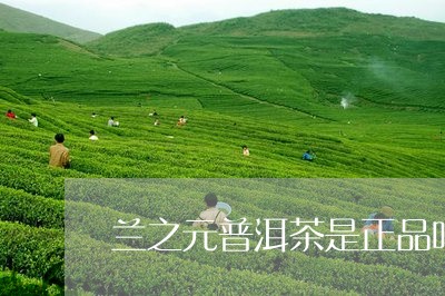 兰之元普洱茶是正品吗/2023092732627