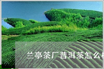 兰亭茶厂普洱茶怎么样/2023082845048