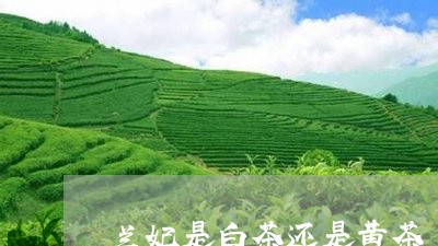 兰妃是白茶还是黄茶/2023081321581