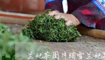 兰妃茶图片踏雪兰妃茶市场价格/2023060150804