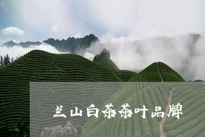 兰山白茶茶叶品牌/2023061524836