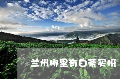 兰州哪里有白茶买呀/2023081302583