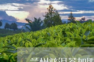 兰州普洱茶加盟代理哪个好/2023051100694