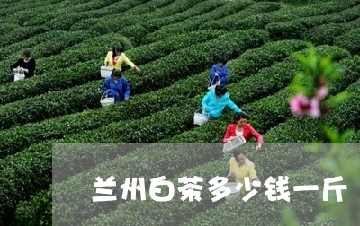 兰州白茶多少钱一斤/2023121780605