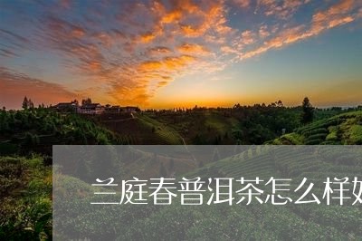 兰庭春普洱茶怎么样好喝吗/2023110294148