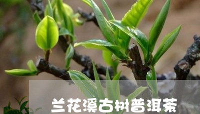 兰花溪古树普洱茶/2023120422604