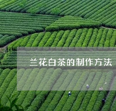 兰花白茶的制作方法/2023071562693