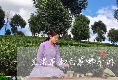 兰花茶和白茶哪个好/2023071599580