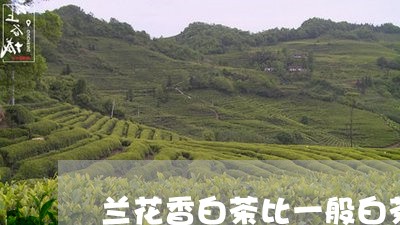 兰花香白茶比一般白茶好喝吗/2023111419671