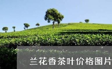 兰花香茶叶价格图片/2023042637360