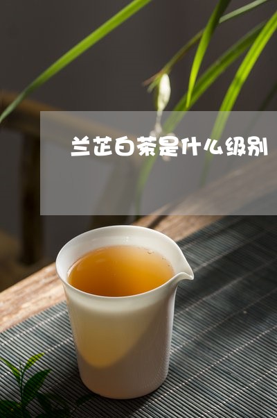 兰芷白茶是什么级别/2023081393936