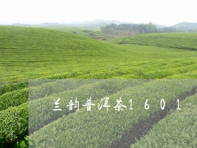 兰韵普洱茶1601/2023091584938