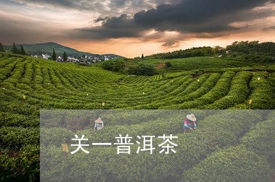 关一普洱茶/2023102587037