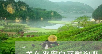 关东平安白茶耐泡吗/2023081241916