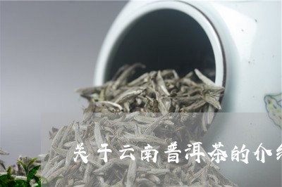 关于云南普洱茶的介绍词/2023082836248