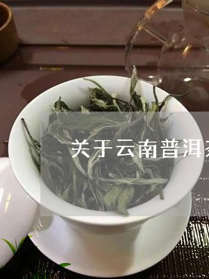 关于云南普洱茶的传说/2023062992705