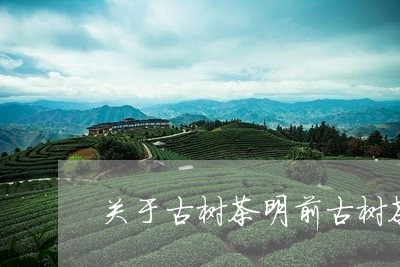 关于古树茶明前古树茶什么价格/2023053169471