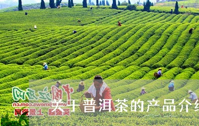 关于普洱茶的产品介绍词/2023110149573