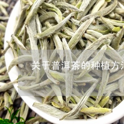 关于普洱茶的种植方法/2023092541683