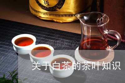 关于白茶的茶叶知识/2023121754928