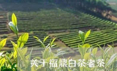 关于福鼎白茶老茶/2023061564820