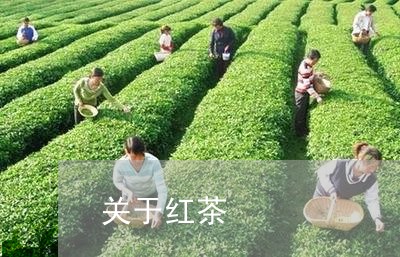 关于红茶/2023090114148