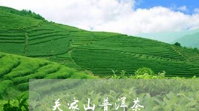 关家山普洱茶/2023042874992