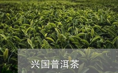 兴国普洱茶/2023090526270