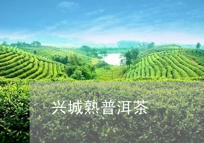 兴城熟普洱茶/2023042703159