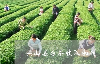 兴山县白茶收入如何/2023121786050