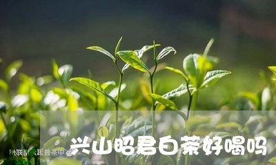 兴山昭君白茶好喝吗/2023121721403