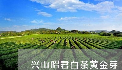 兴山昭君白茶黄金芽/2023121746147