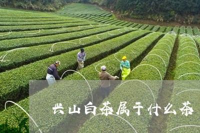 兴山白茶属于什么茶/2023071565047