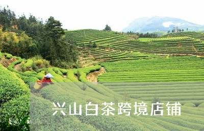 兴山白茶跨境店铺/2023061551704