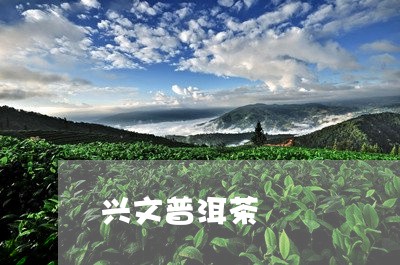 兴文普洱茶/2023090547470