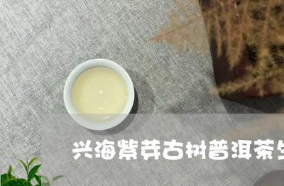 兴海紫芽古树普洱茶生茶/2023120785260