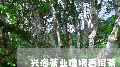 兴海茶业佳境普洱茶/2023091445159