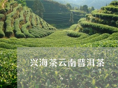 兴海茶云南普洱茶/2023091550514