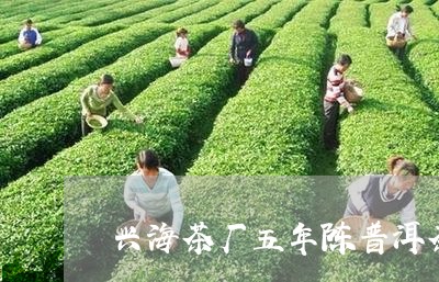 兴海茶厂五年陈普洱茶/2023092978304