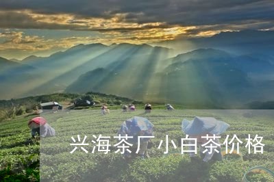 兴海茶厂小白茶价格/2023071575937