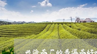 兴海茶厂的普洱茶好吗/2023080283826