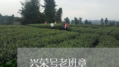 兴荣号老班章/2023090736351