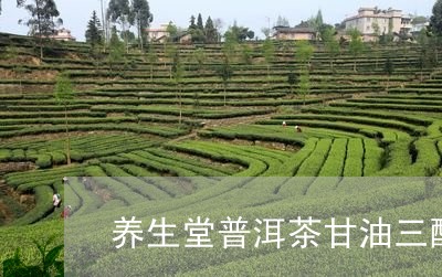 养生堂普洱茶甘油三酯/2023061642727