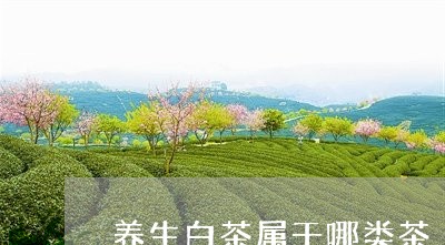 养生白茶属于哪类茶/2023121781937