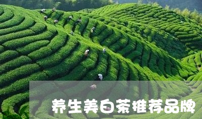 养生美白茶推荐品牌/2023071505059