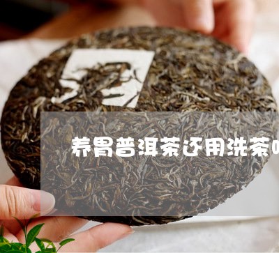 养胃普洱茶还用洗茶吗/2023080362825