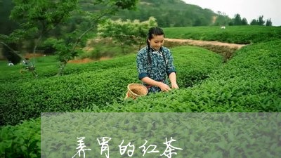 养胃的红茶/2023090292792